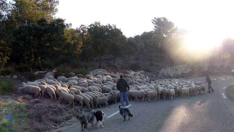 プロヴァンスの田舎道に現れた羊の群れと羊飼い、牧羊犬