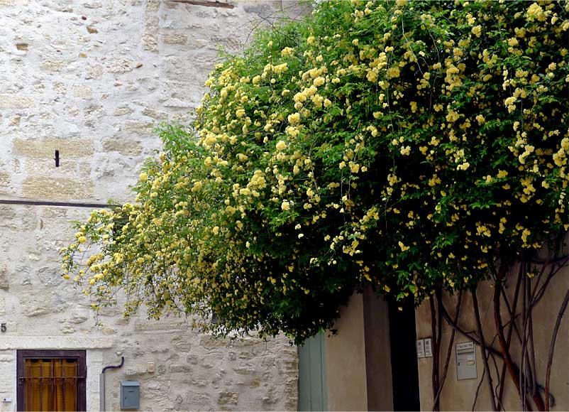 プロヴァンスの春の風景。黄色いモッコウバラと白い石の家。